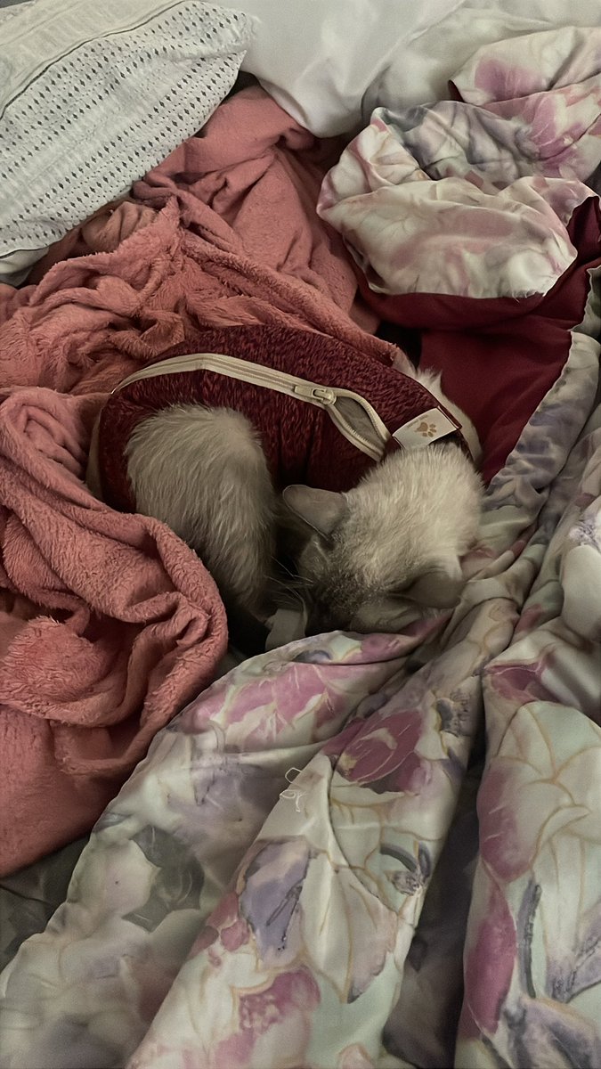 sbrbs_'s tweet photo. meu bebê mufina pós castração 🥺 https://t.co/Svvcb6uMT9
