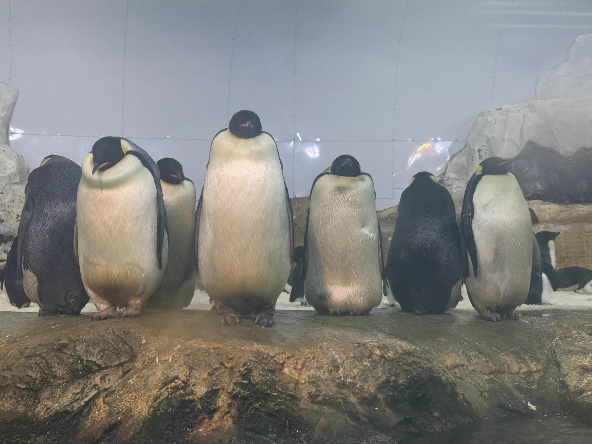 仲良しペンギン ろみひん on X: 