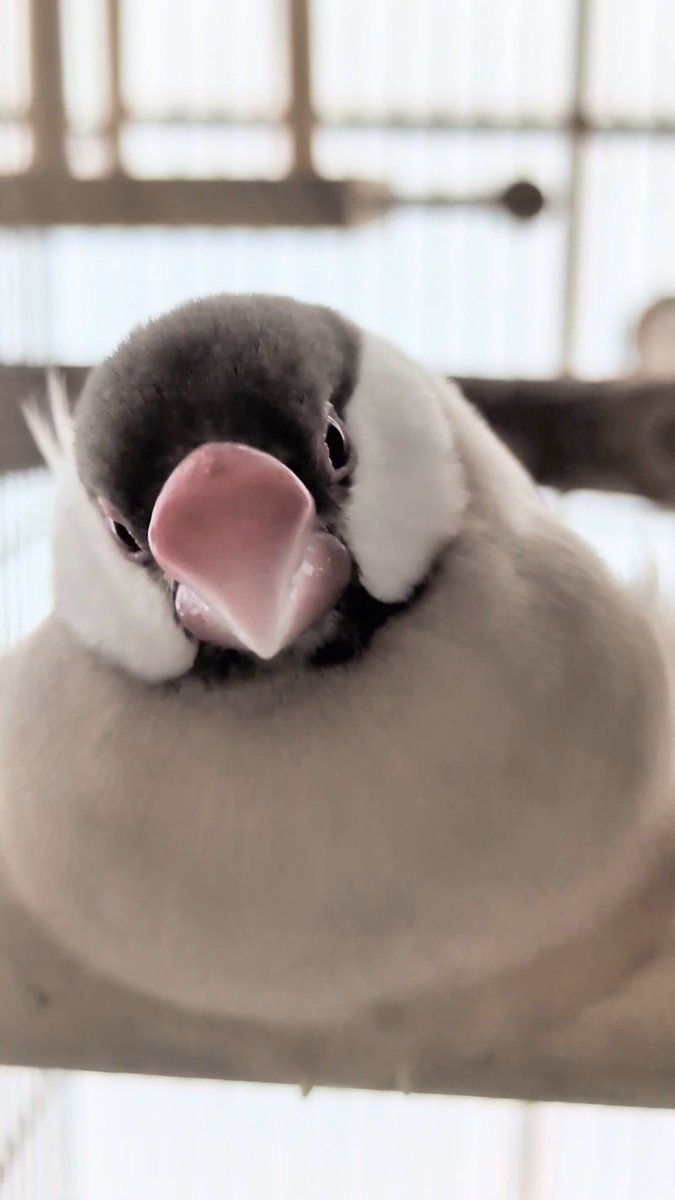 lemmingpunko's tweet photo. かわいすぎる饅頭見て https://t.co/ZogBzqYBK8
