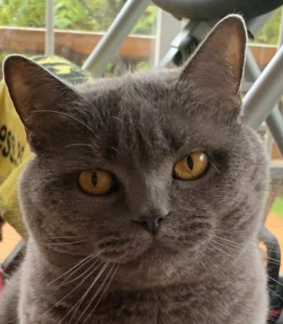 NuevaVidaAdop's tweet photo. #madrid
LILA preciosa #britishshorthair de 10 años
Muy tranquila e independiente
Sociable con niños🐱y🐶 tranquilos
Se entrega chipada,vacunada,desparasitada y testada en leucemia e inmuno
EXIGIMOS PROTECCIONES en ventanas y balcones  CONTACTO📩 facenuevavida@gmail.com
#adopta https://t.co/fx3oaQEG6Q