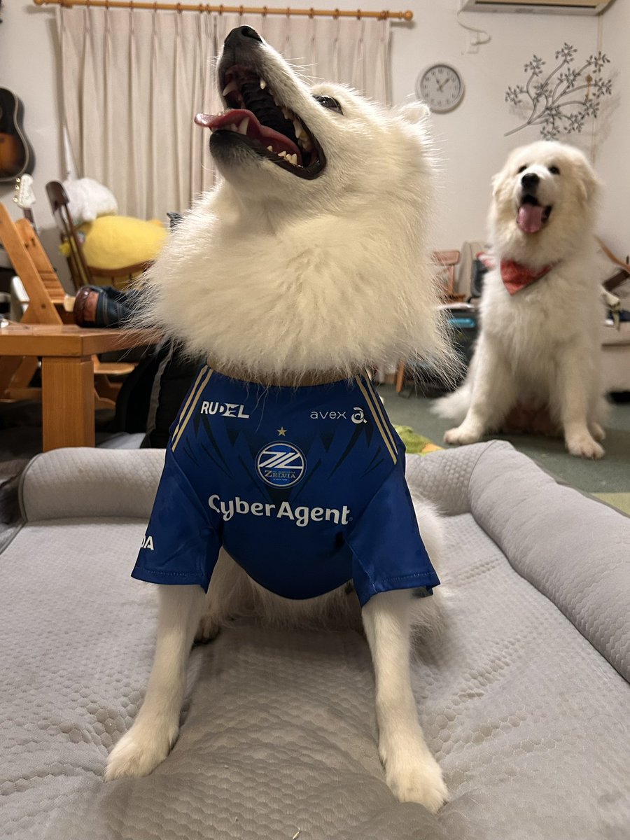 gplilly328's tweet photo. おれのユニ来たー

そると

#fujio
#zelvia https://t.co/QiJ82IJeJZ
