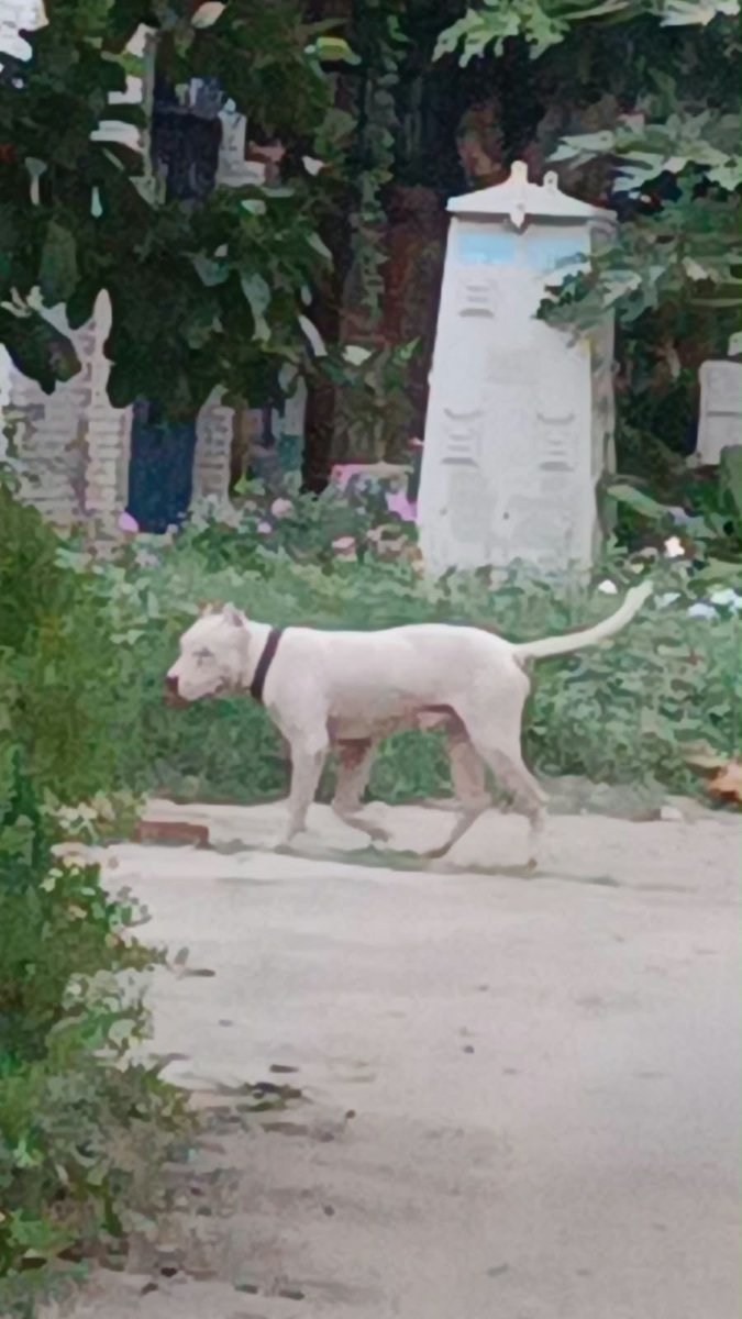 SusheelCEO's tweet photo. ये खतरनाक कुत्ता देखने में पिटबुल दिखाई दे रहा है खुले में घुमाना ये ख़तरों से ख़ाली नहीं है @CeoNoida सेक्टर के अंदर छोटे छोटे बच्चे पार्क में  खेलते है @noida_authority @noidapolice @dmgbnagar https://t.co/hlkJWplFV2
