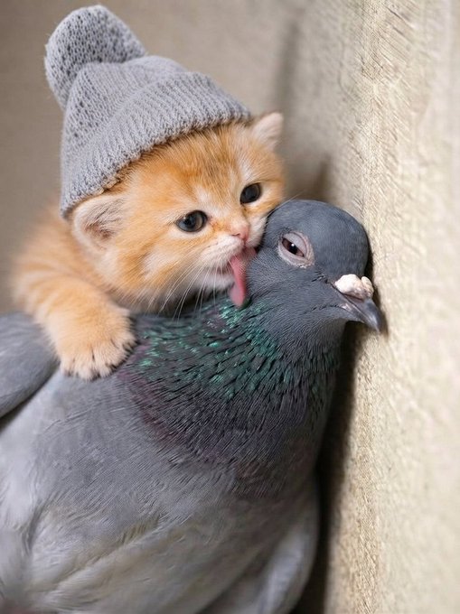 KWIFOG's tweet photo. Meow. @Pumpfun just Let it happen https://t.co/d5LH06SzfN