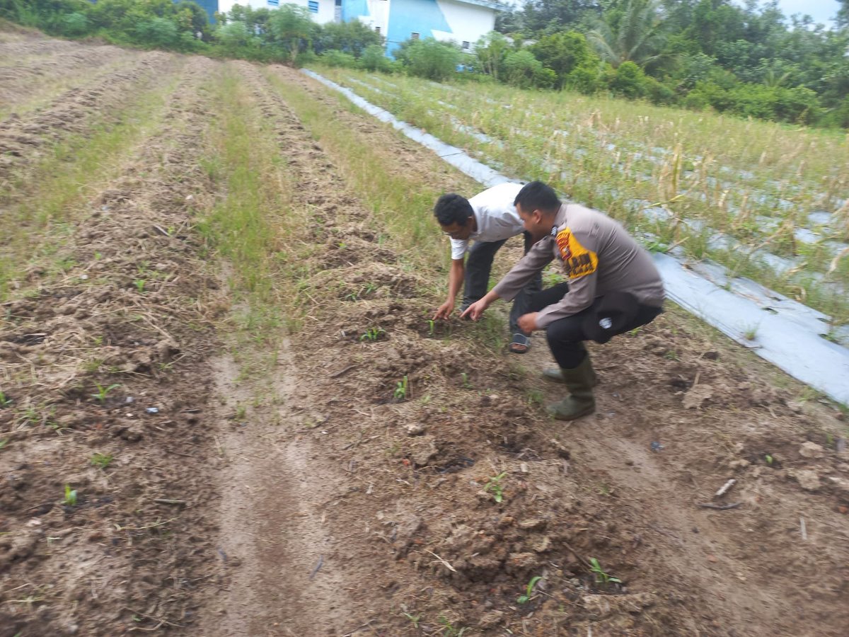 HumasTTB's tweet photo. POLSEK TEBING TINGGI BARAT LAKUKAN PEMBINAAN PETANI DESA RENAK DUNGUN.
#Polri
#Poldariau
#Polreskepmeranti
#Ketahananpangan . https://t.co/LgrRYIa9vT