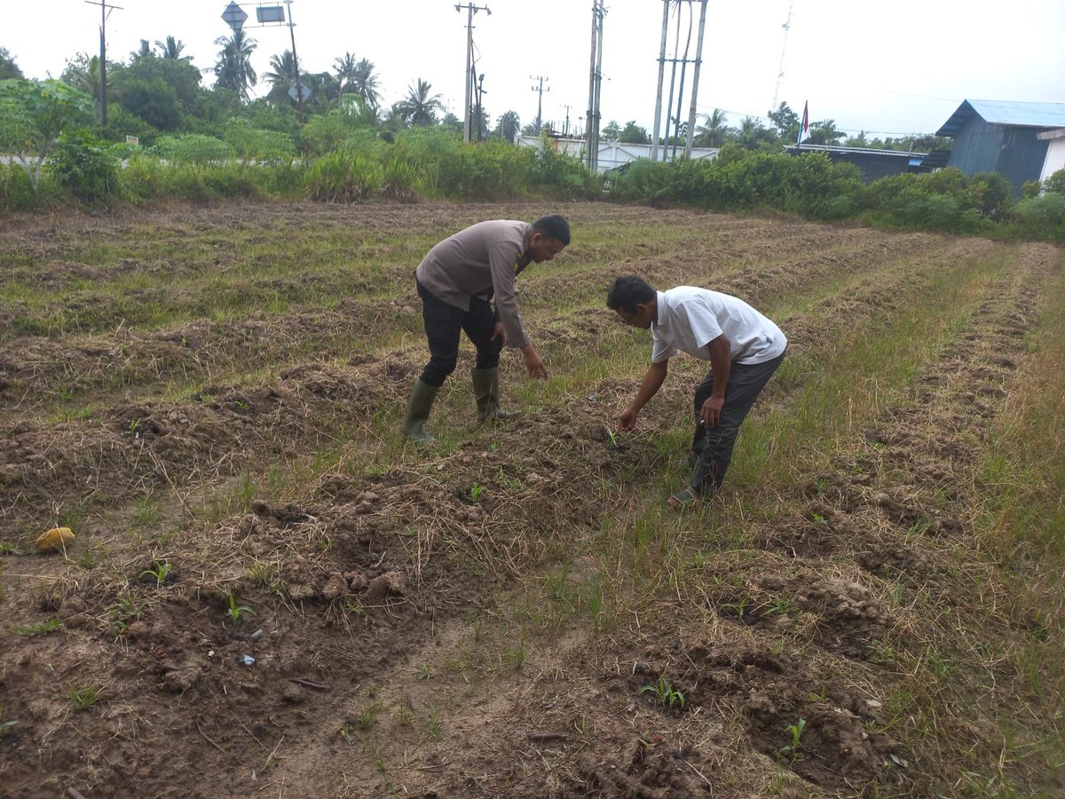 HumasTTB's tweet photo. POLSEK TEBING TINGGI BARAT LAKUKAN PEMBINAAN PETANI DESA RENAK DUNGUN.
#Polri
#Poldariau
#Polreskepmeranti
#Ketahananpangan . https://t.co/ggBUwBbtMu