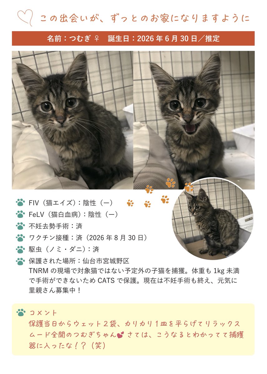 NPO_CATS2026's tweet photo. つむぎちゃんのパーソナルカード古いものでしたー！😱
つむぎちゃんごめんなさい🙇‍♀️🙇‍♀️🙇‍♀️

みなさん明日お待ちしていまーす😊 https://t.co/TnePzhW6Mo