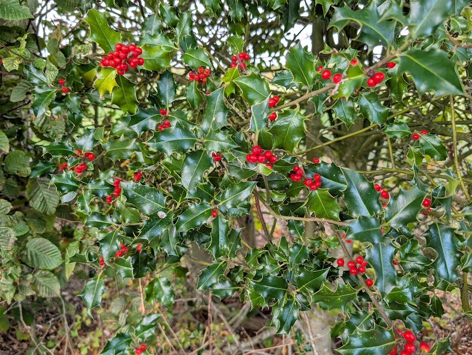 TWOweather's tweet photo. Decades of experience on TWO have taught me:

1️⃣ Don't second-guess the data.
2️⃣ Don't overcomplicate the analysis.
That's what the TWO winter forecast will be based on.

So, can I offer cold weather fans anything? Only at the more esoteric end of things:

🌿 Lots of holly berries.
🐿️ The squirrels seem more active this autumn than I can ever recall.

Take from that what you will! 😉