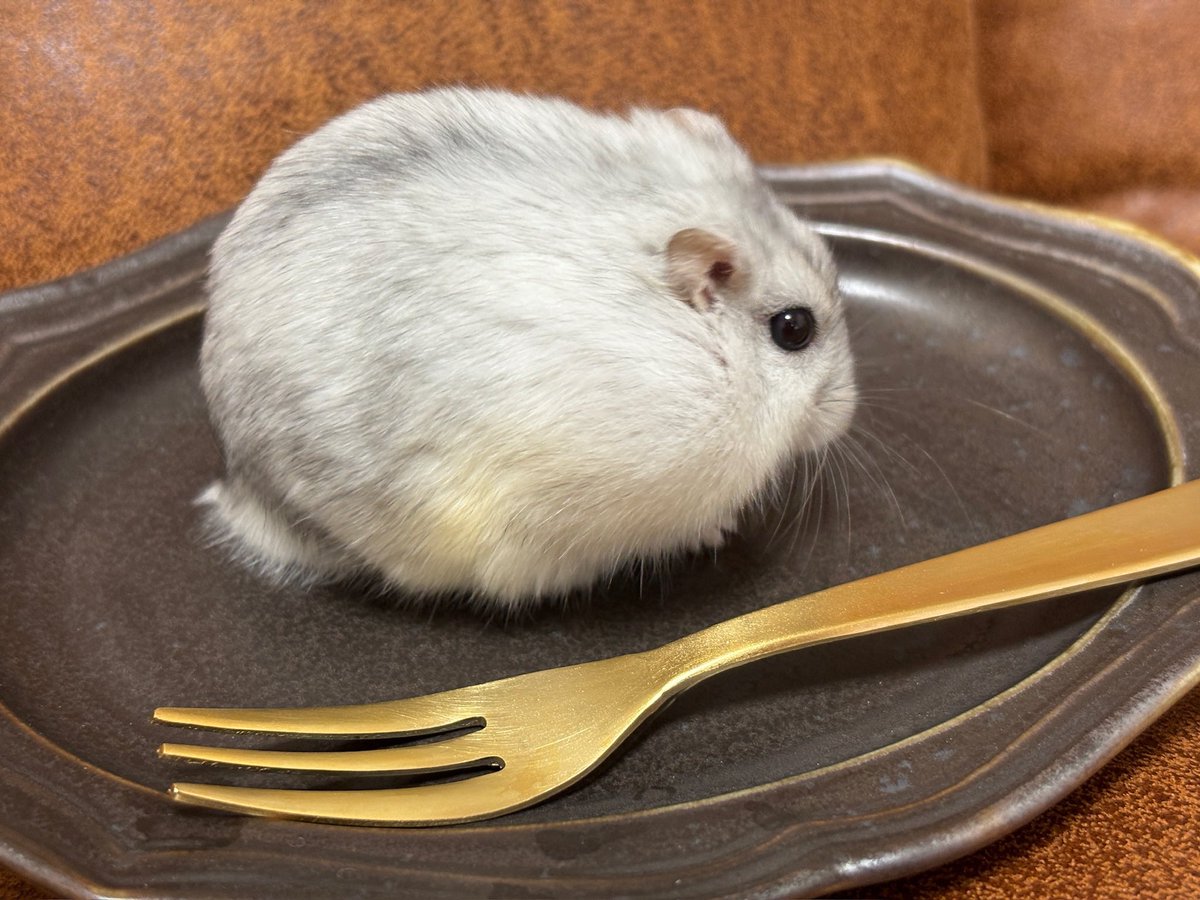 2828hamster's tweet photo. これはわが家の中秋の名月🌕 https://t.co/tUkJycaW8O