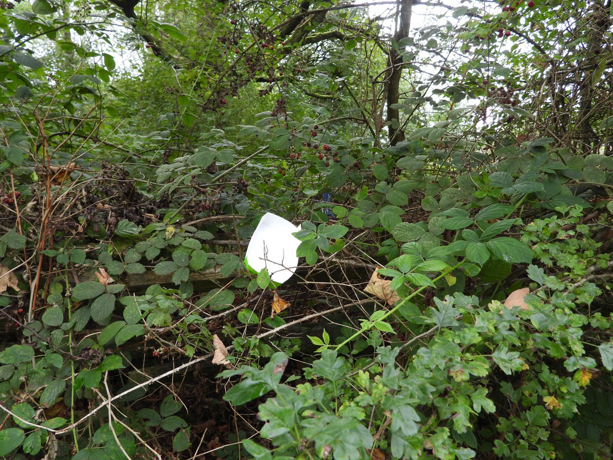 des_farrand's tweet photo. Why stick litter into the bushes ???? - yes I removed and binned it! @KeepBritainTidy @waddells74 https://t.co/4tGv1pL5J9
