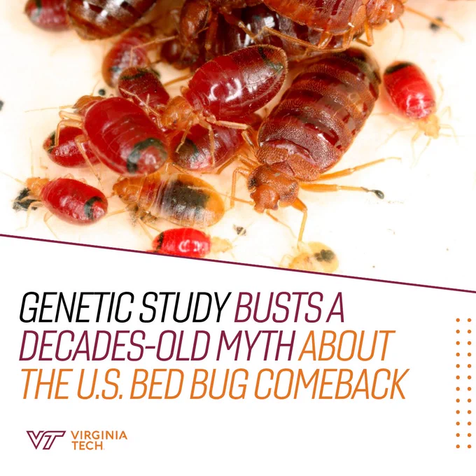 Close-up of several bed bugs on a white surface. Text overlay reads: "Genetic study busts a decades-old myth about the U.S. bed bug comeback." Virginia Tech logo is at the bottom.