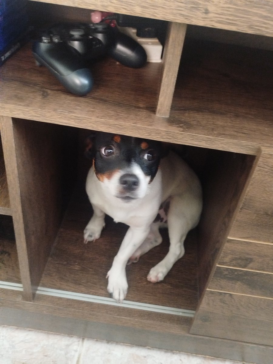 raVVVena_'s tweet photo. Meu cachorro tem a casinha dele e onde ele decidiu dormi? Na estante da sala https://t.co/Q942nIdTLX