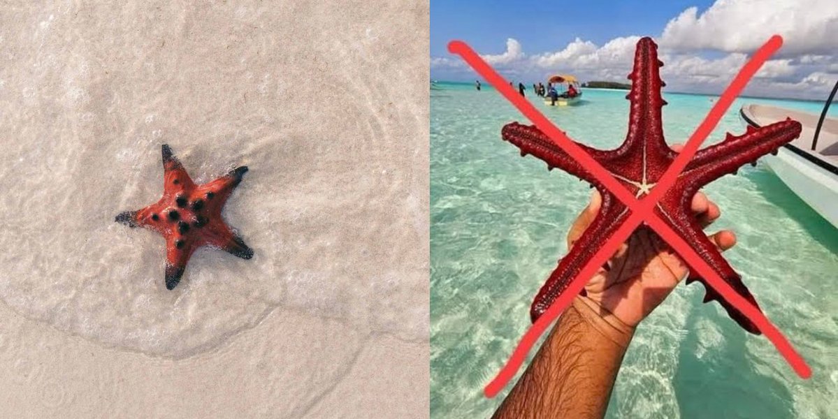 giveashitnature's tweet photo. If you're a little ocean critter, it really sucks ass when a human rolls up and picks you up out of the water.

Take the humble sea star, for example. No gills, no lungs. It breathes through tiny bumps on its skin that pull oxygen straight out of the water. Lift it into the air for a photo and those bumps collapse. The critter suffocates.

And the grab itself does damage too. Sea stars, limpets, and mussels hang onto the rock with everything they've got, because letting go means getting eaten or washed away. Pry one off and you can tear it or kill it. Flip a rock and whatever lives underneath gets baked by the sun.

In a lot of marine protected areas, picking up an animal even for a second can get you fined.

Crouch down, get close, take the picture in the water. If you have to touch, wet your hand in seawater, make sure it's sunscreen-free, and use two fingers. Then leave it where it is.