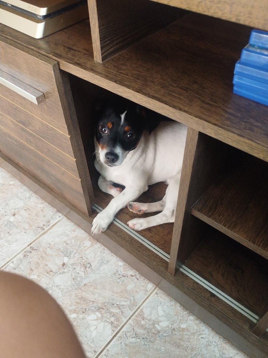 raVVVena_'s tweet photo. Meu cachorro tem a casinha dele e onde ele decidiu dormi? Na estante da sala https://t.co/Q942nIdTLX