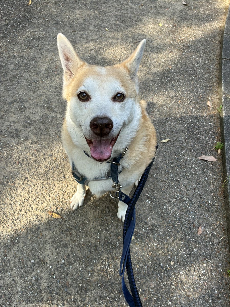 10kaya21's tweet photo. 子犬の頃の写真を見て思ったんだけどさ…
年を重ねてよりかわいくなってない？ https://t.co/OzlYqDPF9g