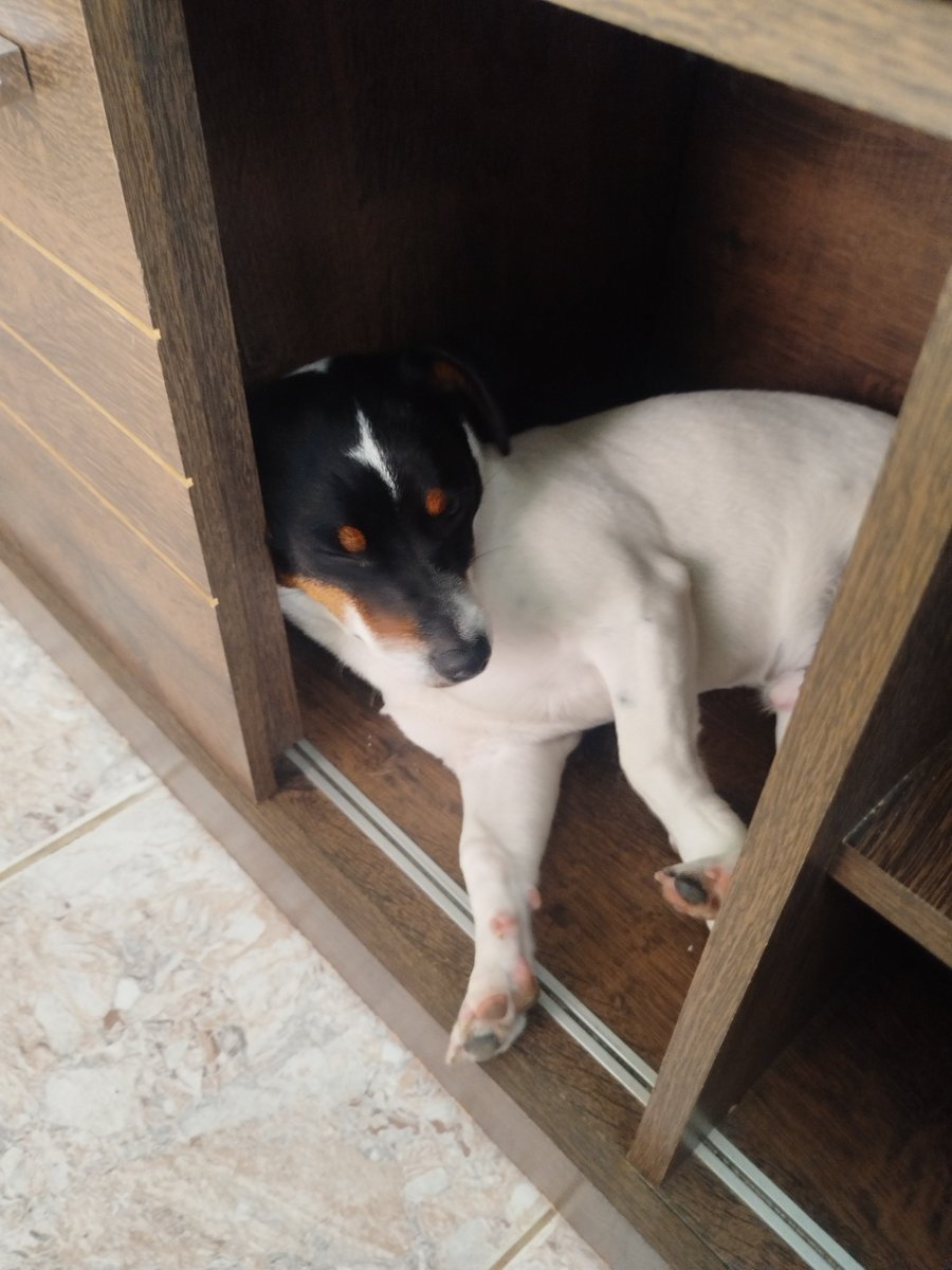 raVVVena_'s tweet photo. Meu cachorro tem a casinha dele e onde ele decidiu dormi? Na estante da sala https://t.co/Q942nIdTLX