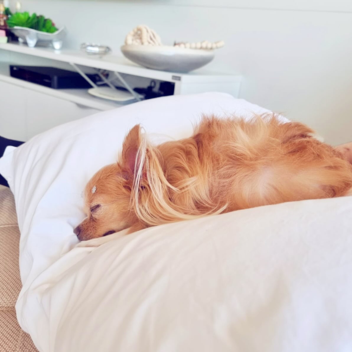 RoccoMaroudas's tweet photo. Chihuahuas bring endless love, personality, and puppy joy. Share your favorite moments with these adorable companions. https://t.co/n0l8FAGpSd