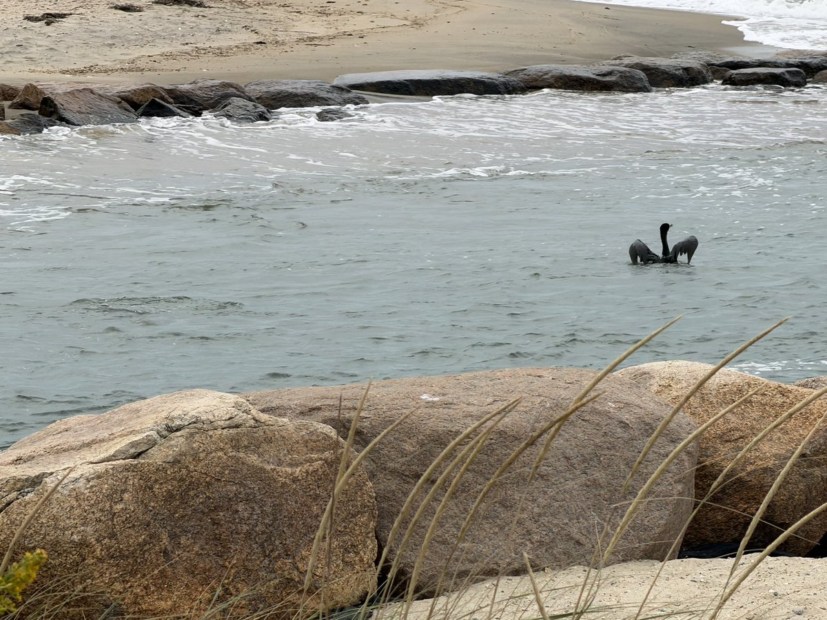 sasysquatchgirl's tweet photo. It’s a little windy in Falmouth Mass right now…
#weather #capecod #ocean #weatherreport https://t.co/1A7RMbuJ72