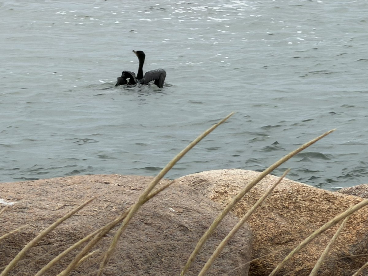 sasysquatchgirl's tweet photo. It’s a little windy in Falmouth Mass right now…
#weather #capecod #ocean #weatherreport https://t.co/1A7RMbuJ72
