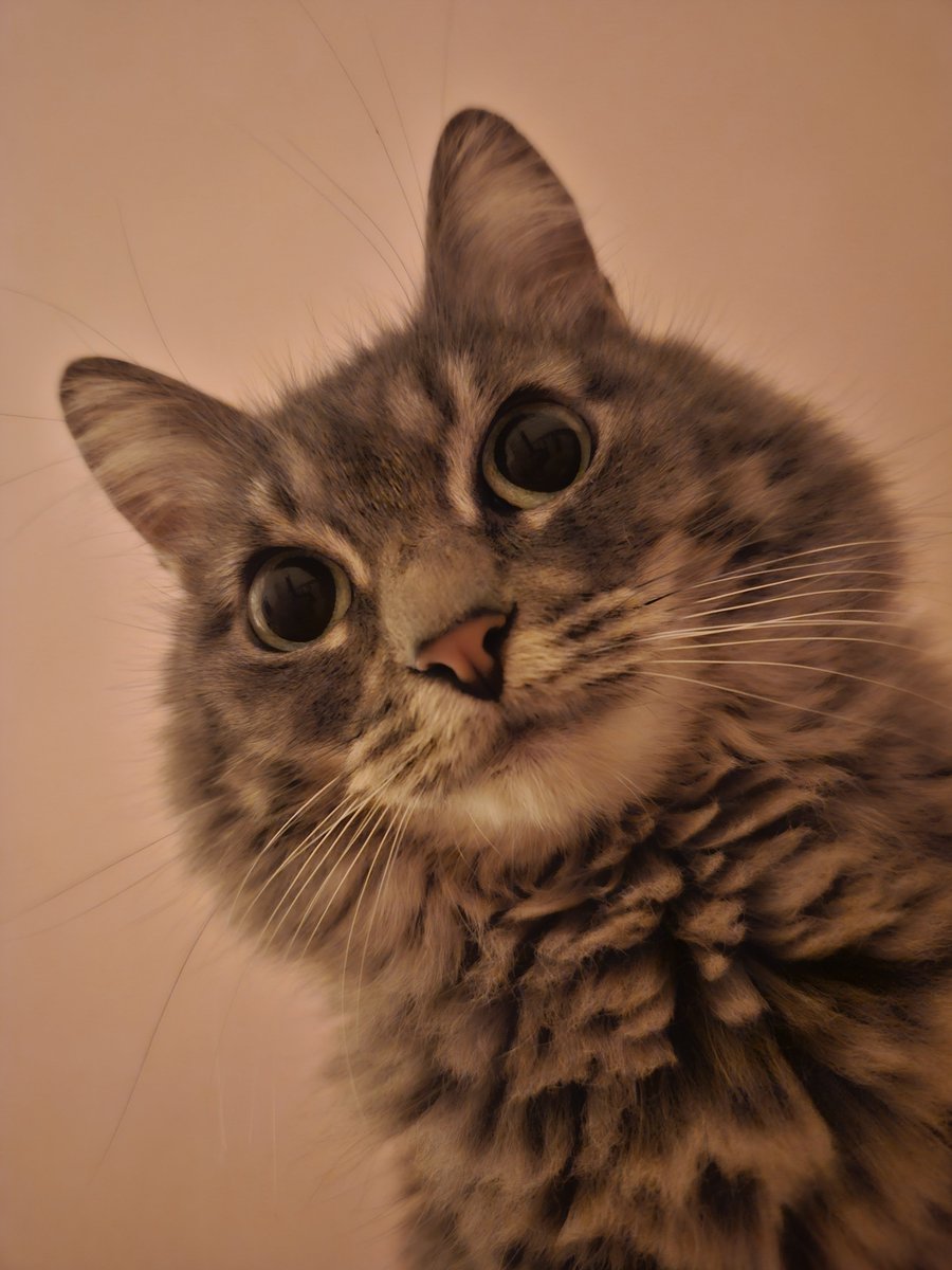 ItsEviie's tweet photo. Minha mãe disse foi tentar me acordar essa manhã mas não conseguiu pois tinha um tigre me protegendo, que ficou muito bravo quando ela tentou chegar perto de mim 

o tigre: https://t.co/INxY3DXa8C