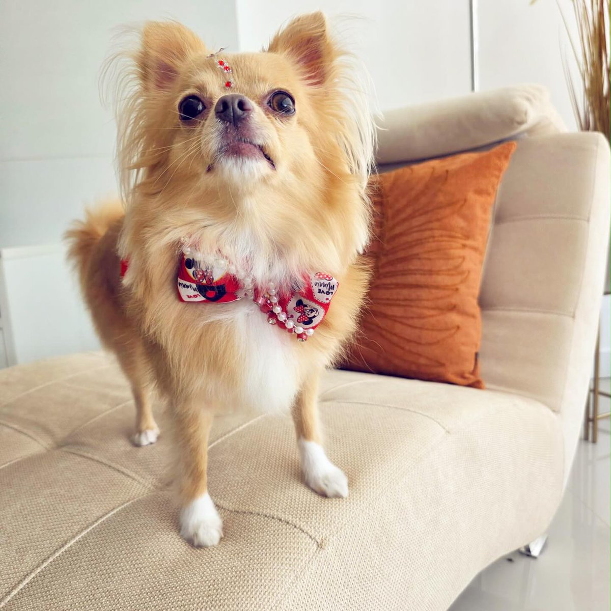 RoccoMaroudas's tweet photo. Adorable Chihuahua moments for every dog lover. Share the love with fellow Chihuahua fans. https://t.co/YQUvs5hhG9