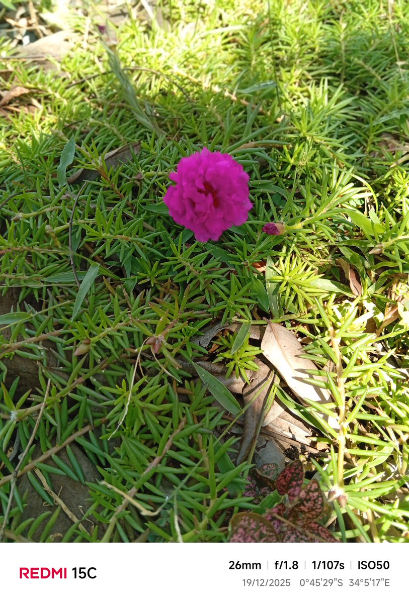 Keepplantingorg's tweet photo. #FlowersonFriday https://t.co/aeMAP4OhvB