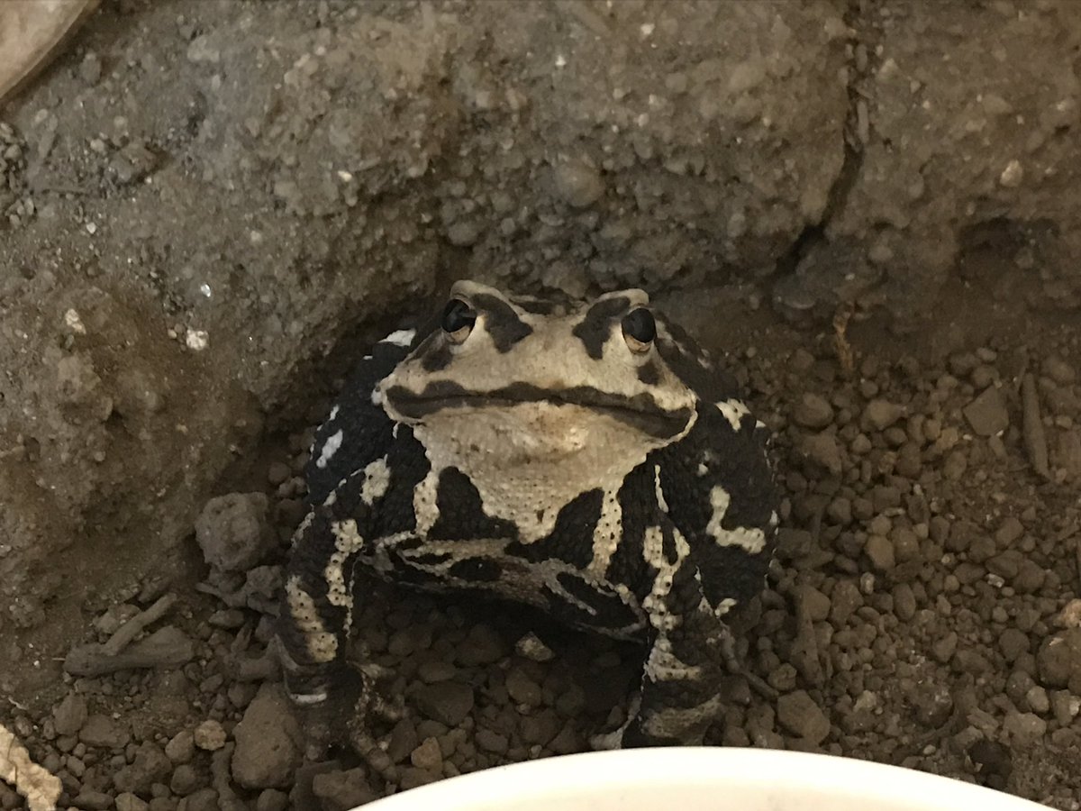 shimotukeno's tweet photo. カエルは尻尾振って擦り寄ったりゴロゴロいってくねらせたりしないけど、表情だってはっきりと変わらないけど、いいんだ　こんな期待の眼差しをむけてくれる https://t.co/Obu9vtowqE