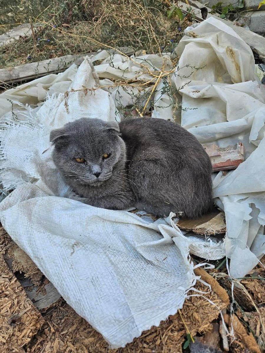 patiarkadas's tweet photo. Malesef 1 senedir sokakta yaşıyormuş ve insanlara güvenini kaybetmiş durumda bu yüzden 2 gündür yakalayamadık.Bugün süleymanpaşa belediyesi barınak personelinin yardımıyla aldık şuan bizim korumamızda

İnstagram @haycan.dernegi https://t.co/IxV3v08hMy