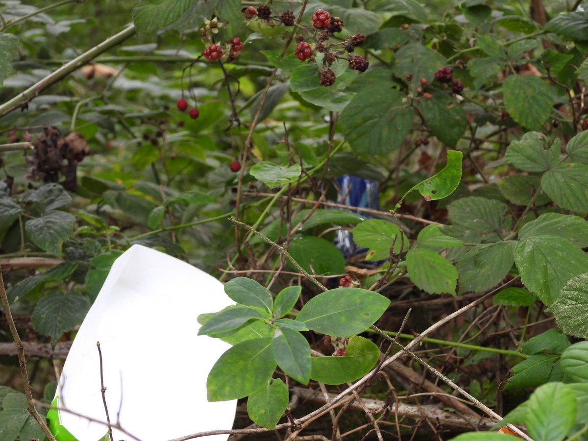 des_farrand's tweet photo. Why stick litter into the bushes ???? - yes I removed and binned it! @KeepBritainTidy @waddells74 https://t.co/4tGv1pL5J9