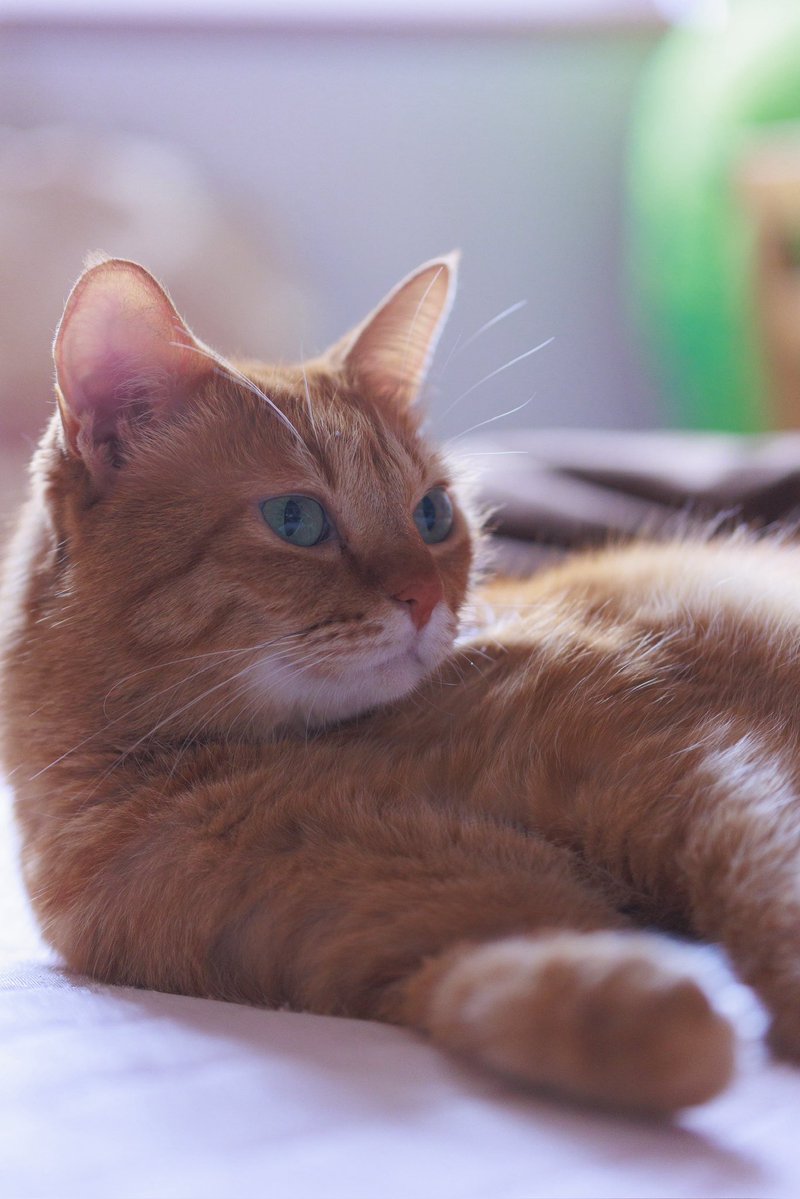 taka_ryu0322's tweet photo. じーっ🐈

#猫のいる暮らし #にゃんぽとれ #写真好きな人と繋がりたい #EOSR6 https://t.co/PX6QYgO0Kn