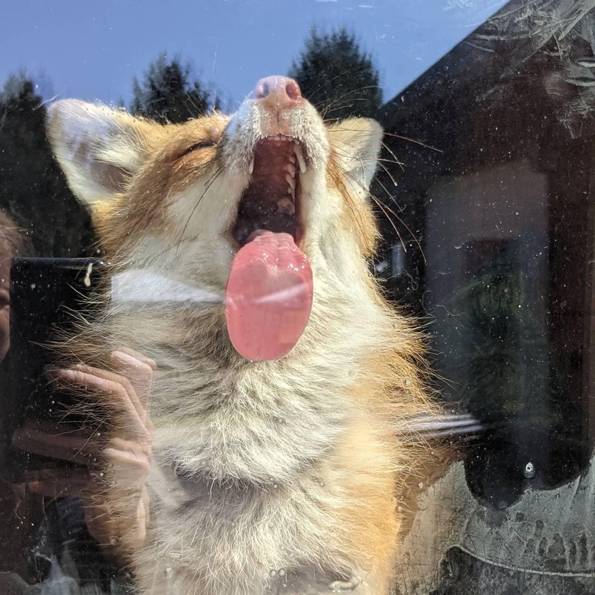ZyaFox's tweet photo. Bleeeeehhh https://t.co/zHZ8o97iQT