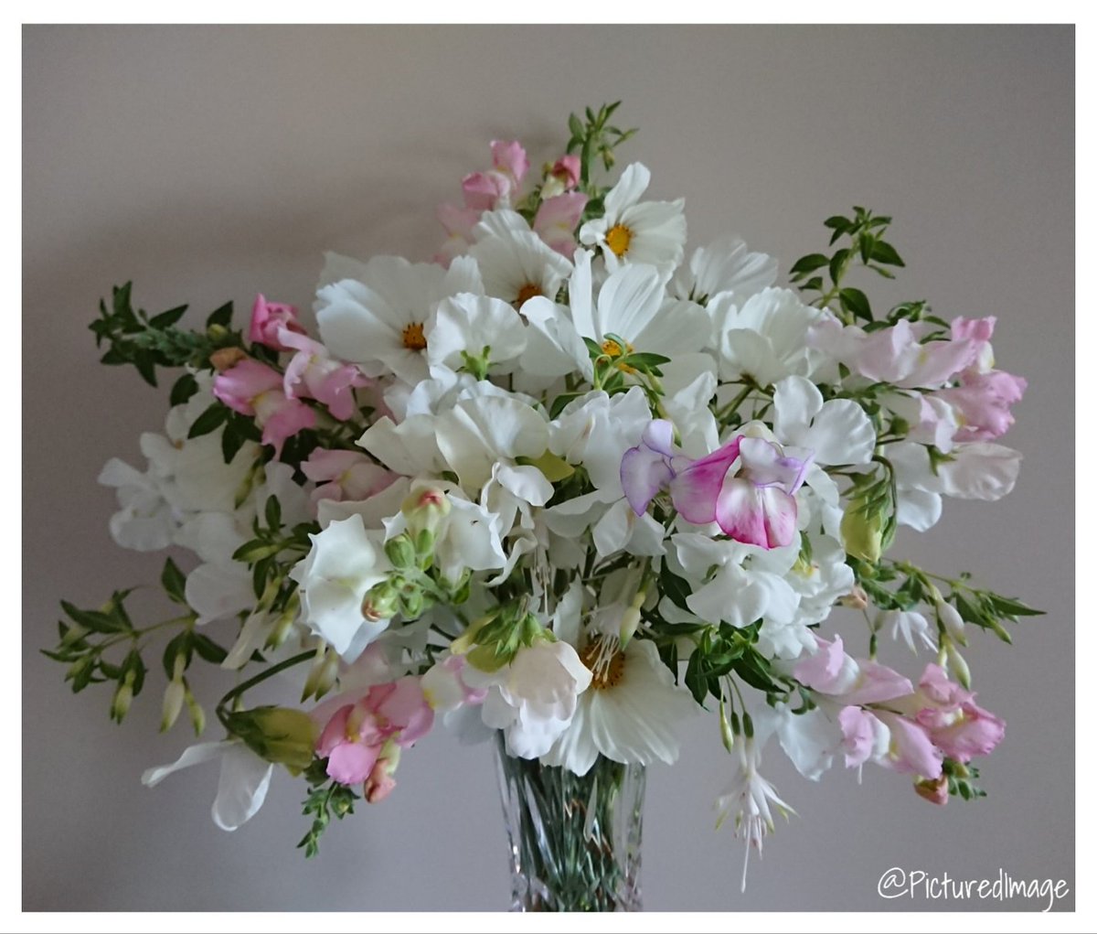 PicturedImage's tweet photo. Happy weekend lovelies. Here's a calming vase of flowers in tones of white and delicate pink flowers, including a few stems of dainty white fuchsia. Have a lovely few days folks &amp; enjoy the flowers if you're able.💗 

🌸🌿🌸💗🌱💗🌸🌿🌸 

#GrowYourOwn #Flowers #Gardening https://t.co/1ixvjpkR8x
