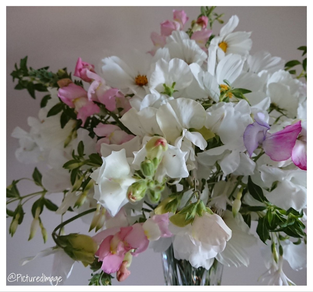 PicturedImage's tweet photo. Happy weekend lovelies. Here's a calming vase of flowers in tones of white and delicate pink flowers, including a few stems of dainty white fuchsia. Have a lovely few days folks &amp; enjoy the flowers if you're able.💗 

🌸🌿🌸💗🌱💗🌸🌿🌸 

#GrowYourOwn #Flowers #Gardening https://t.co/1ixvjpkR8x