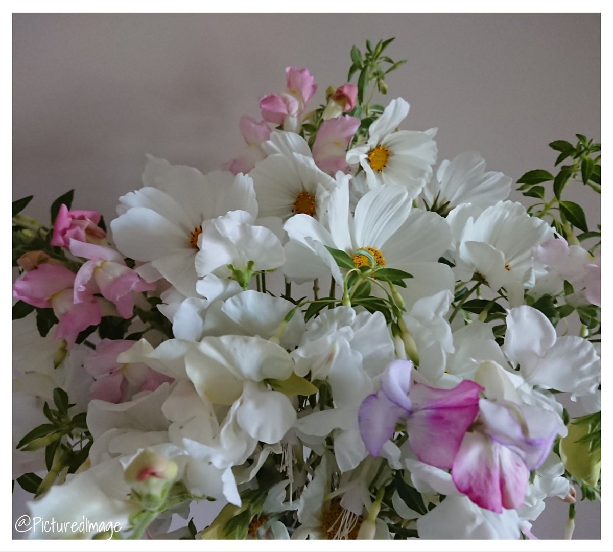 PicturedImage's tweet photo. Happy weekend lovelies. Here's a calming vase of flowers in tones of white and delicate pink flowers, including a few stems of dainty white fuchsia. Have a lovely few days folks &amp; enjoy the flowers if you're able.💗 

🌸🌿🌸💗🌱💗🌸🌿🌸 

#GrowYourOwn #Flowers #Gardening https://t.co/1ixvjpkR8x