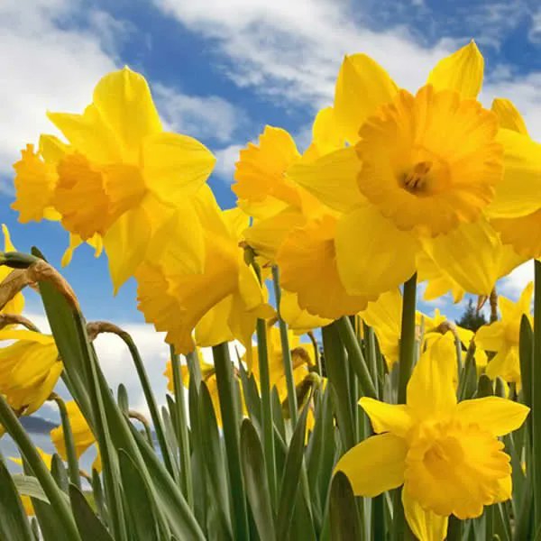 Pasquesis's tweet photo. Plant your bulbs now until the ground freezes for a beautiful spring show! Bulb Value Packs on Sale: $13.99, reg. $16.99... while supplies last. https://t.co/tu5la7DTha #FlowersOnFriday #daffodils #tulips #crocus #sale https://t.co/iJvFDRlYnE