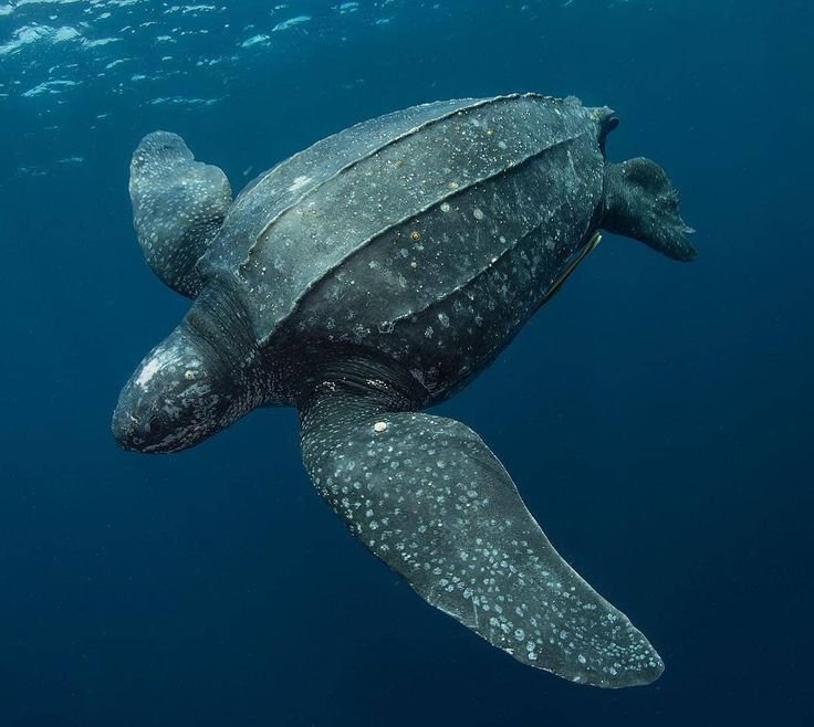 chIorido's tweet photo. haechan - leatherback sea turtle
fun fact - these can measure sunlight through their skulls!!! https://t.co/tTysc7IVYB