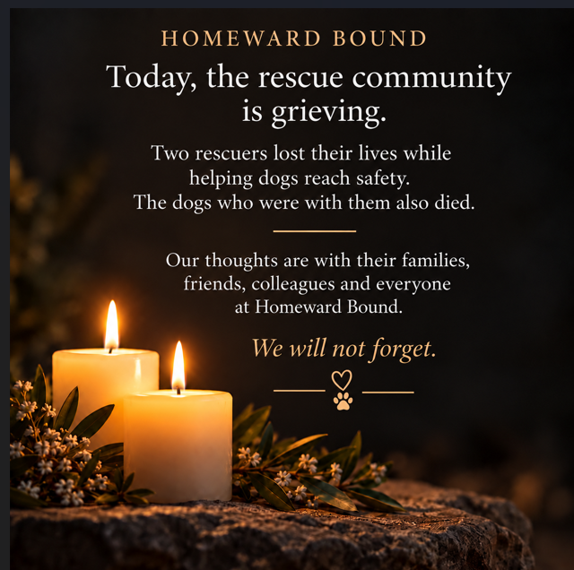 DogDeskAction's tweet photo. I've struggled all day to write this post. Nothing feels enough in the face of such a devastating loss.

There is only sorrow at the cruelty of the world, the harsh reality faced by people working to save animals in Türkiye, and the devastation of this tragic accident.

Two rescuers, doing everything they could to get dogs to safety.

Safety snatched away so cruelly.

Our thoughts are with everyone affected by this terrible loss, and with the dogs who died with them.

We have reached out and offered both our condolences and our support.

There really are no other words.

#Unutmayacağız #WeWillNotForget

Bütün gün bu paylaşımı yazmaya çalıştım. Böylesine yıkıcı bir kayıp karşısında hiçbir şey yeterli gelmiyor.

Geriye yalnızca dünyanın acımasızlığı, Türkiye'de hayvanları kurtarmak için çalışan insanların karşı karşıya kaldığı ağır gerçekler ve bu trajik olayın yarattığı yıkım karşısındaki derin üzüntü kalıyor.

İki kurtarma gönüllüsü, köpekleri güvenli bir yere ulaştırmak için ellerinden gelen her şeyi yapıyordu.

Güvenlik, ellerinden böylesine acımasızca alındı.

Bu korkunç kayıptan etkilenen herkesin ve onlarla birlikte hayatını kaybeden köpeklerin acısını paylaşıyoruz.

Kendilerine özel olarak ulaştık; başsağlığı dileklerimizi ve desteğimizi ilettik.

Gerçekten söylenecek başka söz yok.

#Unutmayacağı