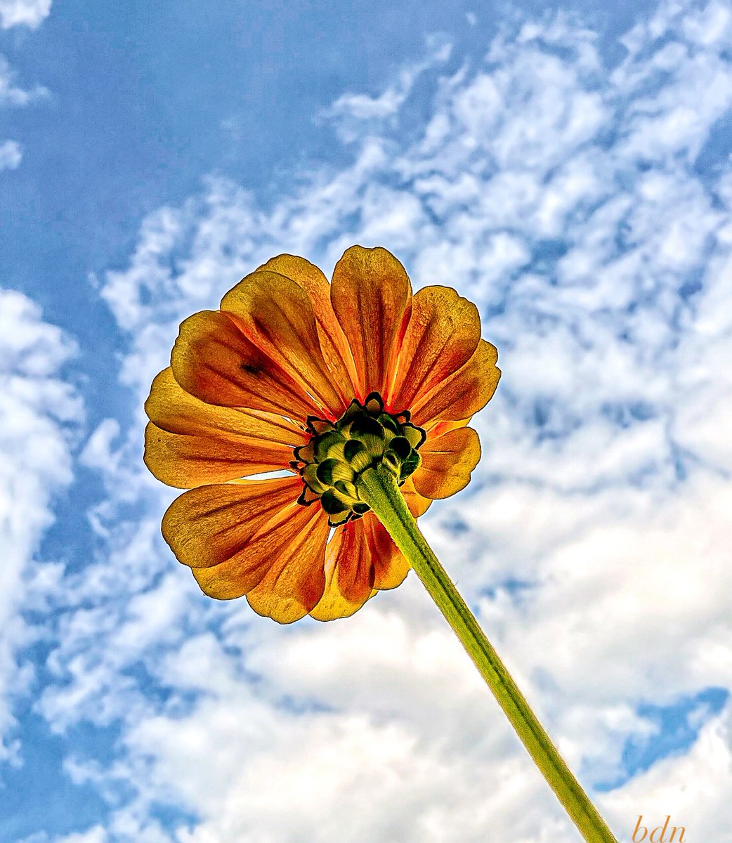StephanieMo281's tweet photo. Can you touch the sky? ”
“I can try! ” Zinnia replied. https://t.co/VpRmG7fNGG