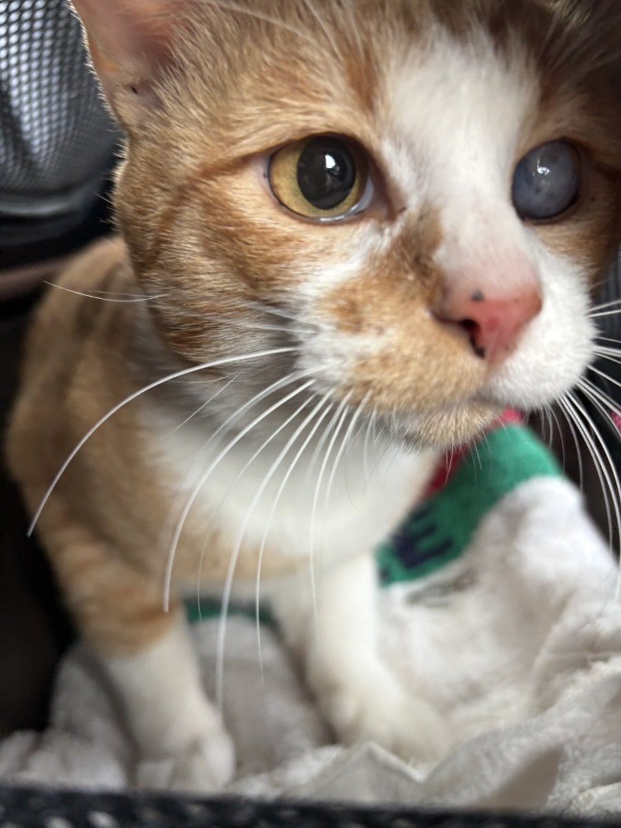PETHELP1997's tweet photo. 速報‼️山梨県南アルプス市で8月31日から迷子になっていた【にゃーちゃん】が、9月20日に無事保護できました‼️

迷子期間は20日間。迷子場所から保護場所までの直線距離は約3kmでした。

📝【迷子になった経緯】

ご友人がにゃーちゃんにごはんをあげてお世話をしていましたが、その場所で害虫駆除のため薬剤が撒かれることになり、急遽保護して里親さんを探していました。

その後、ご友人から飼い主さんへ「飼い主にならないか」と提案があり、里親としてお家に迎えることになりました。

しかし、にゃーちゃんはお家に来てわずか4日で脱走し、迷子になりました。

他の猫もいるため別室に隔離し、鍵をかけていましたが、鍵をこじ開けて襖を外し、さらに換気のため少し開けていた網戸の窓をずらして、網戸を破って外へ脱走していました。

🔍【ペットヘルプによる分析】

鍵をこじ開け、網戸まで破っていることから、強い気持ちで外へ出ようとしていたと考えました。

飼い主さんは迷子直後に別の猫探偵へ依頼されていましたが、「雨の日は動かない」「この道路は渡らない」など、決めつけるような説明で近くを中心に捜索されていたそうです。

迷子チラシを配ったとのことでしたが、配布場所や捜索内容も不透明な部分が多く、契約終了となっていました。

ペットヘルプでは、長年の捜索経験をもとに改めてヒアリング・分析。雨の日や道路も移動する可能性を考え、カメラ、置きエサ、目視、聞き込み、ポスティング、チラシ掲示などを行い、早めに捜索範囲を広げました。

捜索開始時点でSNSから2件の目撃情報がありました。

①【9月2日】迷子場所から約2.7km先
「似た猫にごはんやミルクをあげた」という情報。

②【9月7日】迷子場所から約7km先
「似た柄の猫を見た」という情報。

①の目撃情報をくださった方に直接お話を伺うと、「片目が白色だった」「迷子チラシの子と一緒だと思う」とのこと。

さらに目撃場所の駐車場に防犯カメラがあることに気づき、確認させていただいたところ、にゃーちゃんが映っていました。

映像を保護主さん・飼い主さんにも確認していただき、にゃーちゃんで間違いないことが判明。

迷子から約54時間、雨の中を約2.7km移動していたことになります。

②についても周辺で聞き込みを行い、似た柄の猫にごはんをあげた方に出会えたため、カメラとごはんを設置しました。

しかし、別の猫である可能性が高いと判断し、①の目撃場所周辺に集中して捜索しました。

また、元々暮らしていた場所へ戻る可能性も考え、飼い主さんにはお店など人が立ち寄る場所へのチラシ掲示もお願いしました。

💮【無事保護までの経緯】

最終的に決め手となったのは「迷子チラシ」でした。

9月19日夕方、カインズさんから「似た猫を従業員が保護した」と連絡がありました。

カインズ→保護団体→迷子チラシを配布していた「動物病院」へ連絡がつながり、飼い主さんへ連絡。

翌20日、飼い主さんがカインズさんへ行き、迷子チラシを見せて確認したところ、にゃーちゃんであることが判明。

無事再会が叶いました🐾

カインズさんによると、約5日前から周辺にいたそうです。

20日間の迷子生活を経て、無事お家へ帰ることができました。

ご協力いただいた皆様、本当にありがとうございました。

飼い主さんから貴重な口コミをいただきました✨️

#ペット探偵 #猫探偵 #迷子猫 #迷子ペット #山梨県 #南アルプス市 #拡散希望