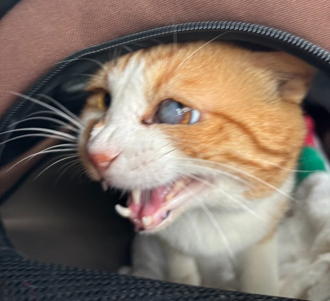 PETHELP1997's tweet photo. 速報‼️山梨県南アルプス市で8月31日から迷子になっていた【にゃーちゃん】が、9月20日に無事保護できました‼️

迷子期間は20日間。迷子場所から保護場所までの直線距離は約3kmでした。

📝【迷子になった経緯】

ご友人がにゃーちゃんにごはんをあげてお世話をしていましたが、その場所で害虫駆除のため薬剤が撒かれることになり、急遽保護して里親さんを探していました。

その後、ご友人から飼い主さんへ「飼い主にならないか」と提案があり、里親としてお家に迎えることになりました。

しかし、にゃーちゃんはお家に来てわずか4日で脱走し、迷子になりました。

他の猫もいるため別室に隔離し、鍵をかけていましたが、鍵をこじ開けて襖を外し、さらに換気のため少し開けていた網戸の窓をずらして、網戸を破って外へ脱走していました。

🔍【ペットヘルプによる分析】

鍵をこじ開け、網戸まで破っていることから、強い気持ちで外へ出ようとしていたと考えました。

飼い主さんは迷子直後に別の猫探偵へ依頼されていましたが、「雨の日は動かない」「この道路は渡らない」など、決めつけるような説明で近くを中心に捜索されていたそうです。

迷子チラシを配ったとのことでしたが、配布場所や捜索内容も不透明な部分が多く、契約終了となっていました。

ペットヘルプでは、長年の捜索経験をもとに改めてヒアリング・分析。雨の日や道路も移動する可能性を考え、カメラ、置きエサ、目視、聞き込み、ポスティング、チラシ掲示などを行い、早めに捜索範囲を広げました。

捜索開始時点でSNSから2件の目撃情報がありました。

①【9月2日】迷子場所から約2.7km先
「似た猫にごはんやミルクをあげた」という情報。

②【9月7日】迷子場所から約7km先
「似た柄の猫を見た」という情報。

①の目撃情報をくださった方に直接お話を伺うと、「片目が白色だった」「迷子チラシの子と一緒だと思う」とのこと。

さらに目撃場所の駐車場に防犯カメラがあることに気づき、確認させていただいたところ、にゃーちゃんが映っていました。

映像を保護主さん・飼い主さんにも確認していただき、にゃーちゃんで間違いないことが判明。

迷子から約54時間、雨の中を約2.7km移動していたことになります。

②についても周辺で聞き込みを行い、似た柄の猫にごはんをあげた方に出会えたため、カメラとごはんを設置しました。

しかし、別の猫である可能性が高いと判断し、①の目撃場所周辺に集中して捜索しました。

また、元々暮らしていた場所へ戻る可能性も考え、飼い主さんにはお店など人が立ち寄る場所へのチラシ掲示もお願いしました。

💮【無事保護までの経緯】

最終的に決め手となったのは「迷子チラシ」でした。

9月19日夕方、カインズさんから「似た猫を従業員が保護した」と連絡がありました。

カインズ→保護団体→迷子チラシを配布していた「動物病院」へ連絡がつながり、飼い主さんへ連絡。

翌20日、飼い主さんがカインズさんへ行き、迷子チラシを見せて確認したところ、にゃーちゃんであることが判明。

無事再会が叶いました🐾

カインズさんによると、約5日前から周辺にいたそうです。

20日間の迷子生活を経て、無事お家へ帰ることができました。

ご協力いただいた皆様、本当にありがとうございました。

飼い主さんから貴重な口コミをいただきました✨️

#ペット探偵 #猫探偵 #迷子猫 #迷子ペット #山梨県 #南アルプス市 #拡散希望