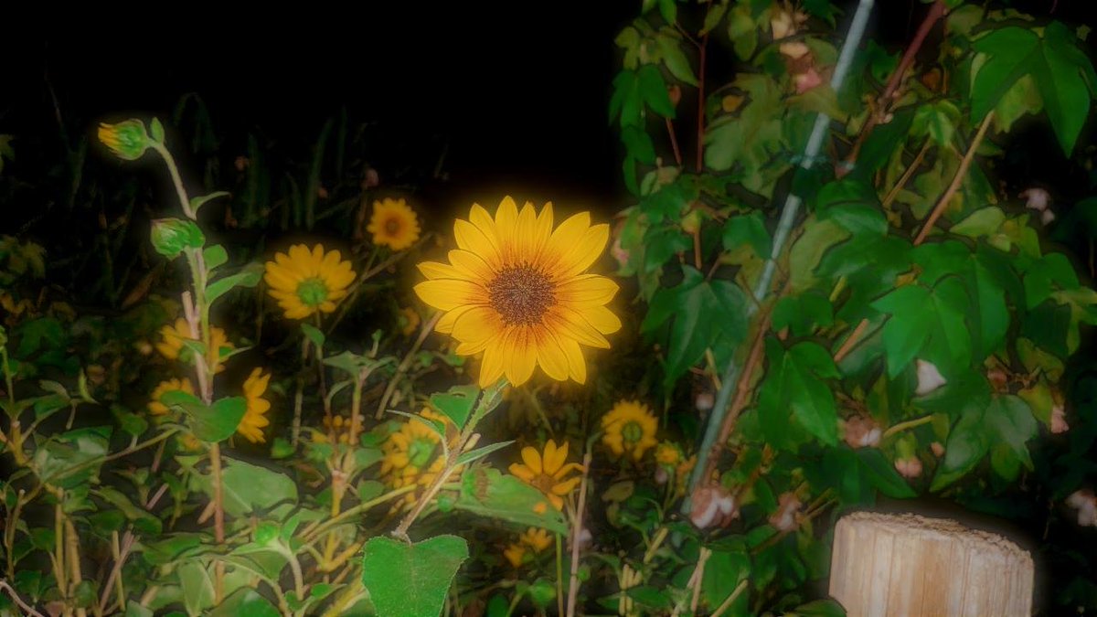 DokukeSyojyo's tweet photo. 金曜のお酒はよくまわるん((º_o)))

ので、酔い覚ましに夫氏とウォーキングしてきた。 https://t.co/WfZTjNqRGO