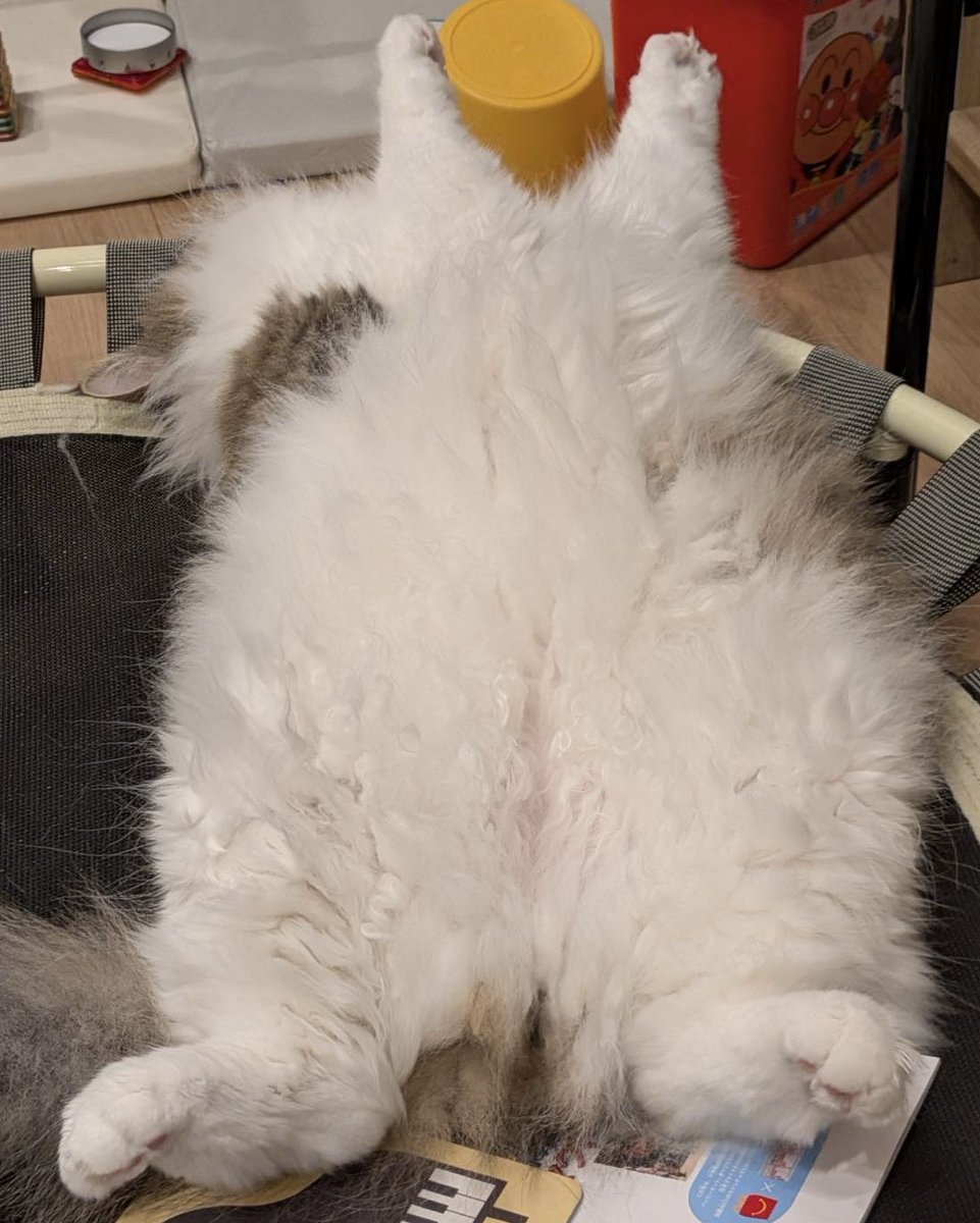 sheik_norwegian's tweet photo. おはようございます！
土曜日に最適な寝方のもふもふ😽 https://t.co/NKsczhZ7te