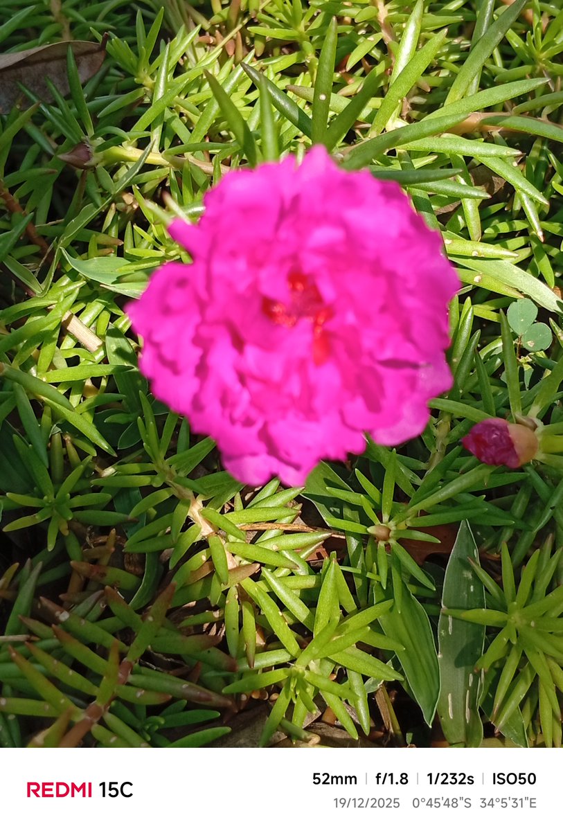 Keepplantingorg's tweet photo. #FlowersonFriday https://t.co/aeMAP4OhvB
