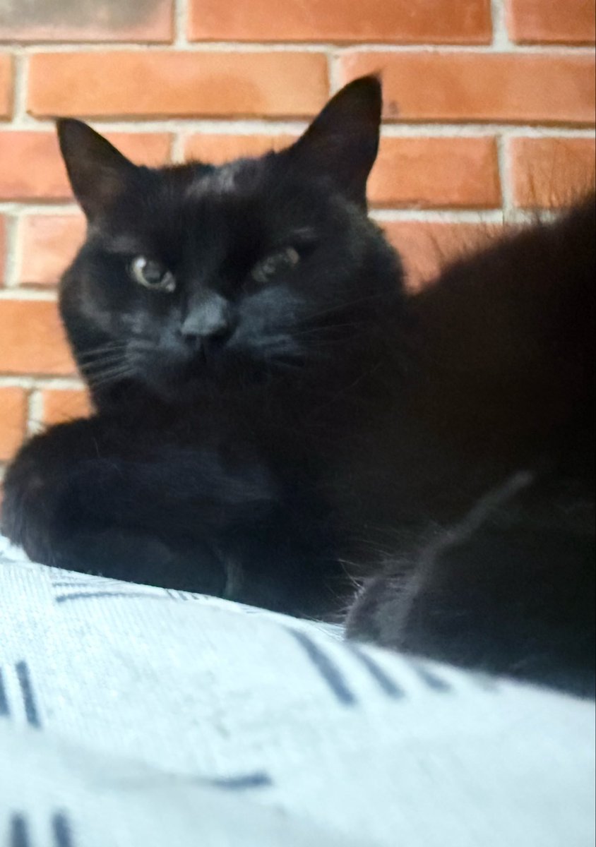 karhen_Paris27's tweet photo. La carita de una michi 🐈‍⬛ cincuentona, 9 años juntas 🥰. https://t.co/awq1dlw309