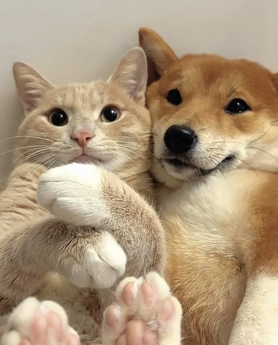 tris_vu's tweet photo. น่ารัก แล้วรักไหมงับ🐱🐶🎀💕💗

#bosstong #บอสตง #tongtong #ตงตง #bossirr https://t.co/ENMbGUMwnR