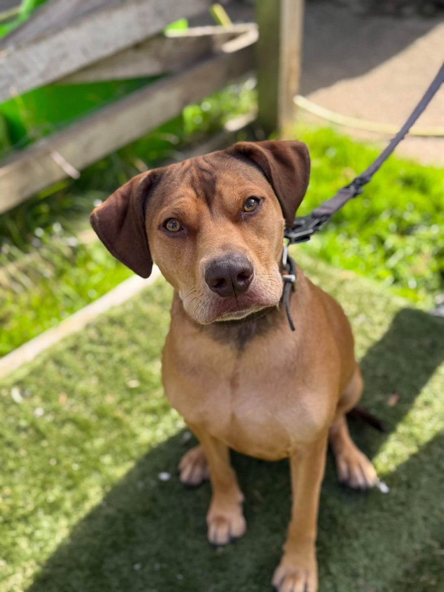 rescuedoggypaws tweet picture