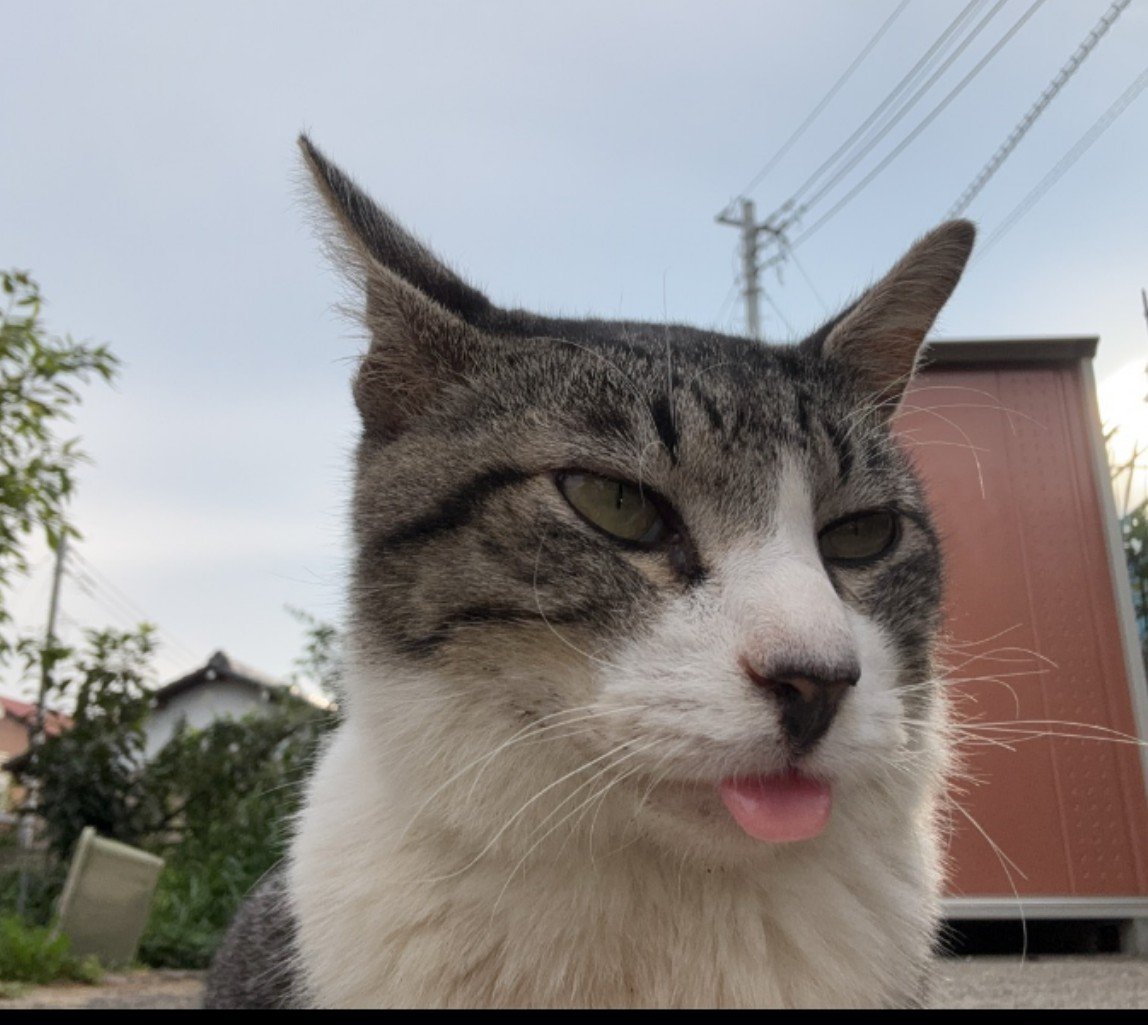 aineko_noda's tweet photo. 野田市尾崎の民家の庭に9/20くらいから居るそうです、未去勢オス、舌がでている、家に入りたがる、かなり人懐っこい
口内炎か黄色いヨダレ
ドライフードはたべれないそうです
この猫さんを知っている方または飼い主さん知りませんか？ご存知の方はリプ下さい🙏
#野田市 #飼い主さん探してます #迷い猫 https://t.co/OavoaVV05S