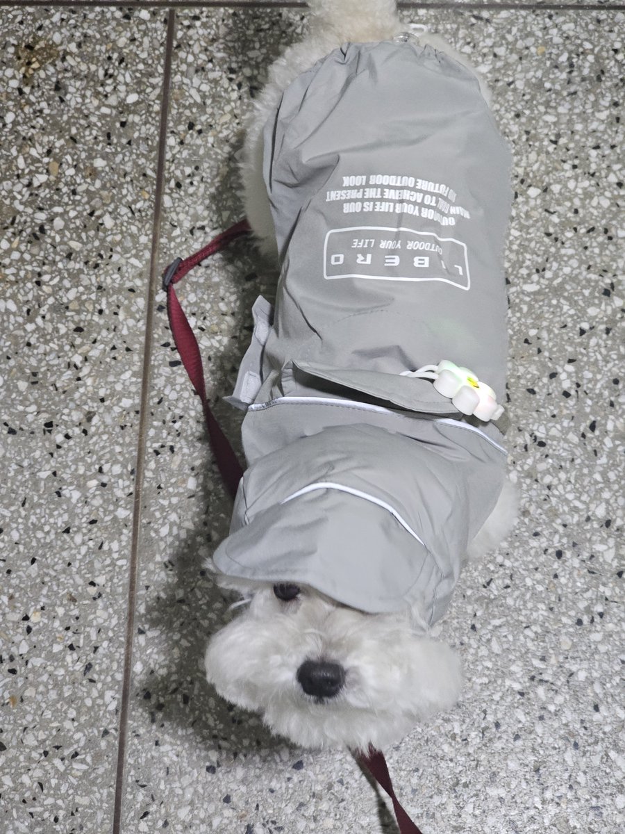 Hello_Yulmu's tweet photo. 비오는데 밖에 나가는게 얼마나 힘든지 몸소 깨닫도록 하렴(저녁 내내 나가자고 찡찡함) https://t.co/TOo9F7PQcB