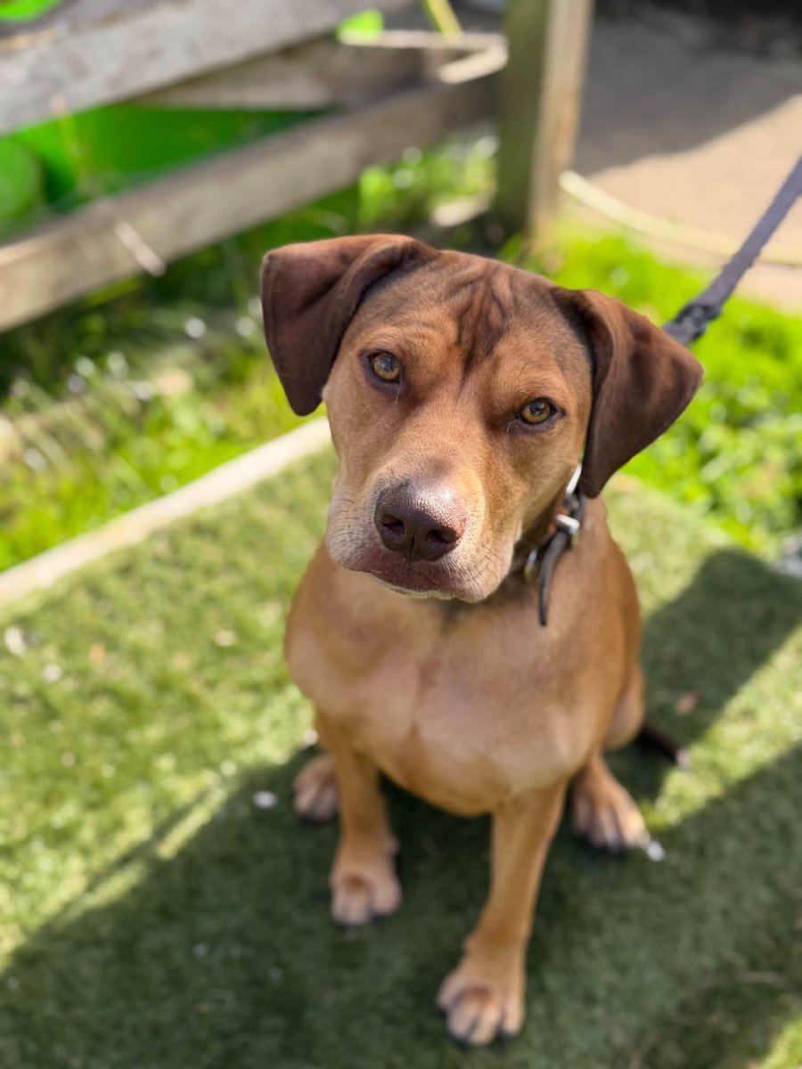 rescuedoggypaws's tweet photo. Mascara is registered and classified appropriately (she is NOT XL and registered as a staffy)
Adoption homechecks apply
RBU established
Mascara needs a home
https://t.co/9blmuOJSm7
#Nottinghamshire #mansfield #Ollerton #Worksop #Sheffield #Nottingham #Retford #Clowne #Barnsley https://t.co/CNaC0v0kFY