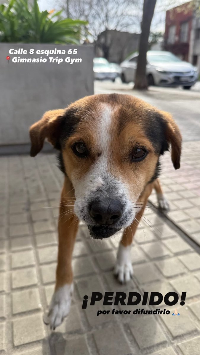 delfi_azzurro's tweet photo. MACHO PERDIDO, zona Plaza España, La Plata.
Por favor difundir! 🐶 https://t.co/O050ONUGhA