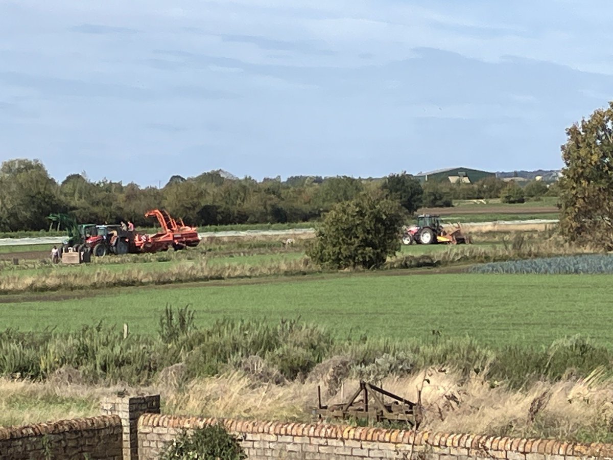 Organic_pam's tweet photo. Making a start on lifting #beetroot taking advantage of the dry conditions.  8 bins back in cold storage. Holding off for a bit of rain before getting any more overwintered rye/vetch in https://t.co/MM4KRnJaaO